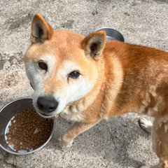 人なつっこくてあまり吠えません。とても賢い子です。 - 犬