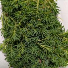 斑入りパリダム　100ｇ程度の画像