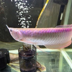 ポリプまとめて 明後日までお安く！