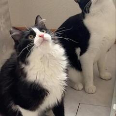 多頭飼育崩壊現場から保護しました🐱🐱