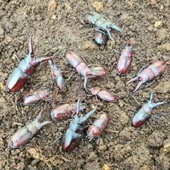 ノコギリクワガタ 天然野外採集 成虫ペア 差し上げます！