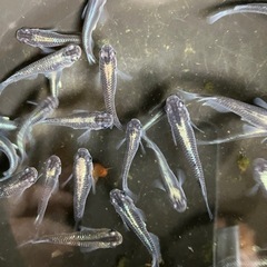 最値下げ　メダカ　黒流星　7匹の画像