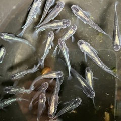 最値下げ　メダカ　黒流星　7匹の画像