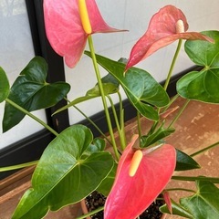 観葉植物　アンスリウム　 の画像