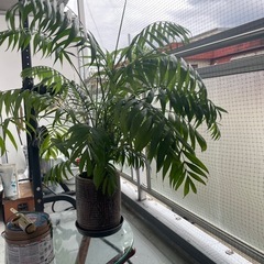 植物