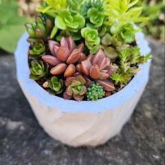 【取引中】多肉植物 寄せ植 3.31