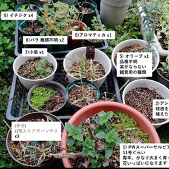 お庭の整理。第2弾。