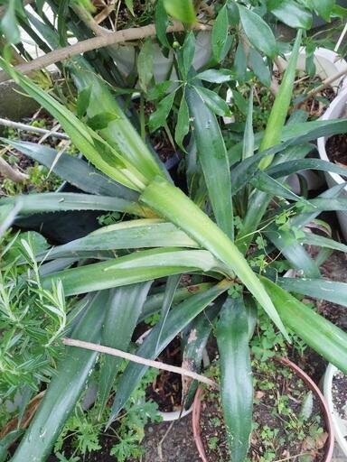 植物　大型アガベ寄せ植え4鉢