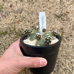テフロカクタスの画像