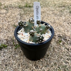 テフロカクタスの画像
