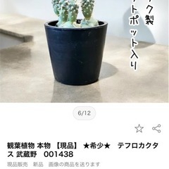 テフロカクタス