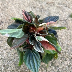 ペペロミア　ニューピンクレディ