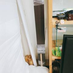 シングルベッド✨マットレス付✨ダークブラウン✨木製フレーム 【浜村鹿野温泉ICから3分 買取本舗、 宮本リサイクル 営業時間9～19時 定休日水曜のみ←連絡できませんm(_ _)m】の画像