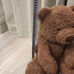 ジェラートピケ　テディベアの画像