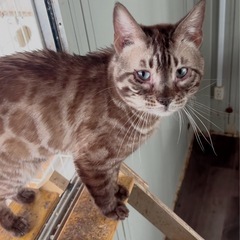 ベンガル　男の子　里親　猫　ねこ　