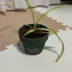 観葉植物 オリヅルラン 