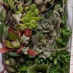 多肉植物　品種色々　200ｇ以上の画像
