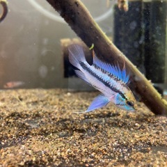 Ap.トリファスキアータ（ブリード）の稚魚5匹_____20250331の画像