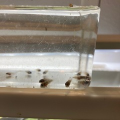 Ap.トリファスキアータ（ブリード）の稚魚5匹_____20250331の画像