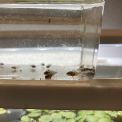 Ap.トリファスキアータ（ブリード）の稚魚5匹_____20250331の画像