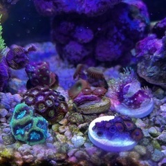 石垣/超高発色スターポリプ ロング MLサイズ - REEF-TRIGGER