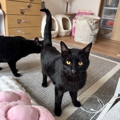 黒猫🐈‍⬛　すごく人懐っこいです！　オス1歳