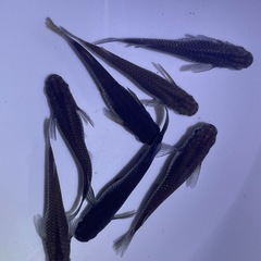 メダカ　オロチ 　卵　15個 予約可能