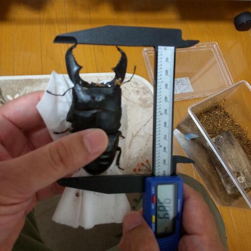スマトラオオヒラタクワガタ売ります