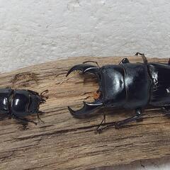 〈Breed〉サキシマヒラタ 西表島・南風見産  66mm・34...