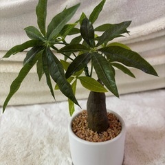 観葉植物（造花）