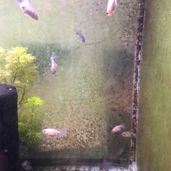 決まりました‼️引き取り限定‼️金魚 稚魚  の画像