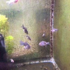 決まりました‼️引き取り限定‼️金魚 稚魚  の画像