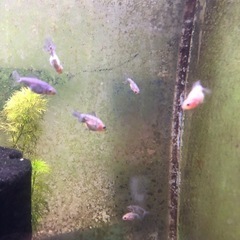 決まりました‼️引き取り限定‼️金魚 稚魚  の画像