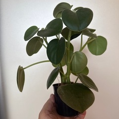 ペペロミアホバリア