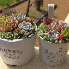 🌵多肉寄せ植えワークショップ🌵✨