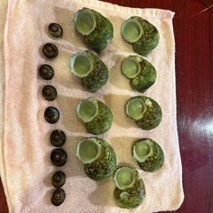 サザエ　貝殻　９個