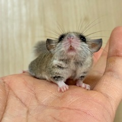 現在ご案内可能な生体一覧🐭🦔 - 名古屋市