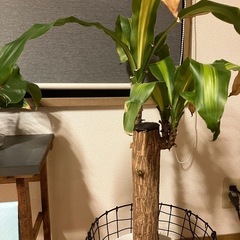 ドラセナ マッサン