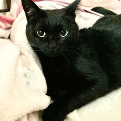 1匹飼い希望⭐︎大人の魅力全開じゅじゅちゃん