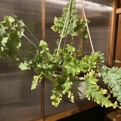 観葉植物