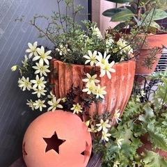 【クレマチス  ピクシー】3年目です！！   ガーデニング  植物
