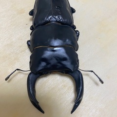 能勢SR血統オオクワガタペア♂84ミリ