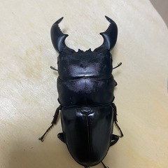 アチェ産スマトラヒラタペア♂95ミリ
