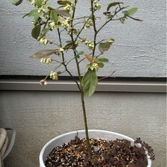 ブルーベリー①　高さ80センチ