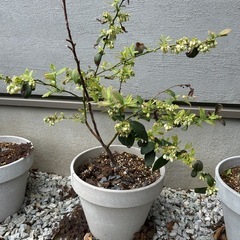 ブルーベリー② 高さ80センチ