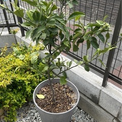 みかん　高さ130センチ