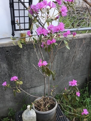 カネコゲンカイツツジ　１００センチ