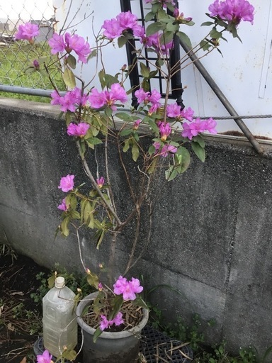 カネコゲンカイツツジ　１００センチ