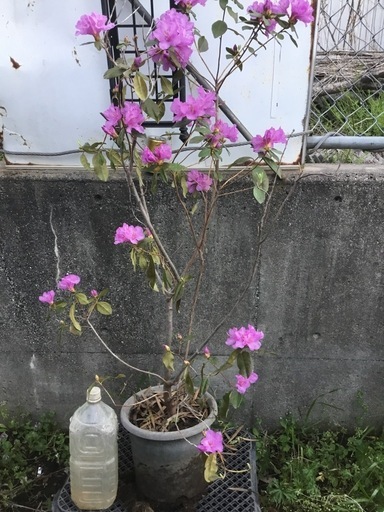 カネコゲンカイツツジ　１００センチ