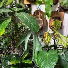 観葉植物　植物全般